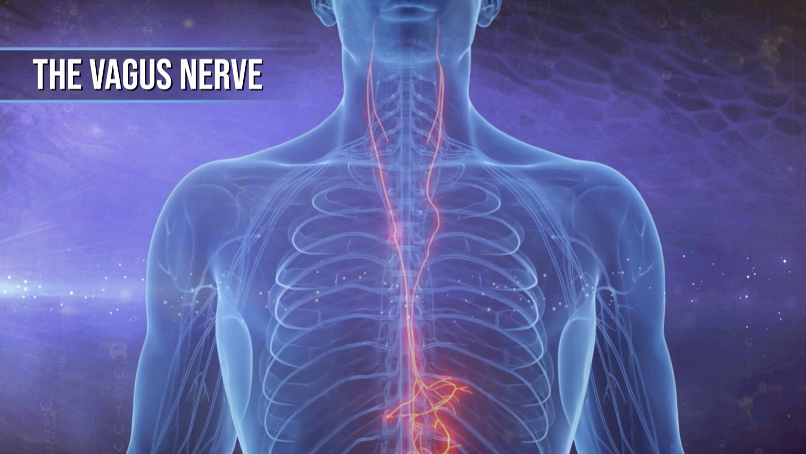 Vagus nerve