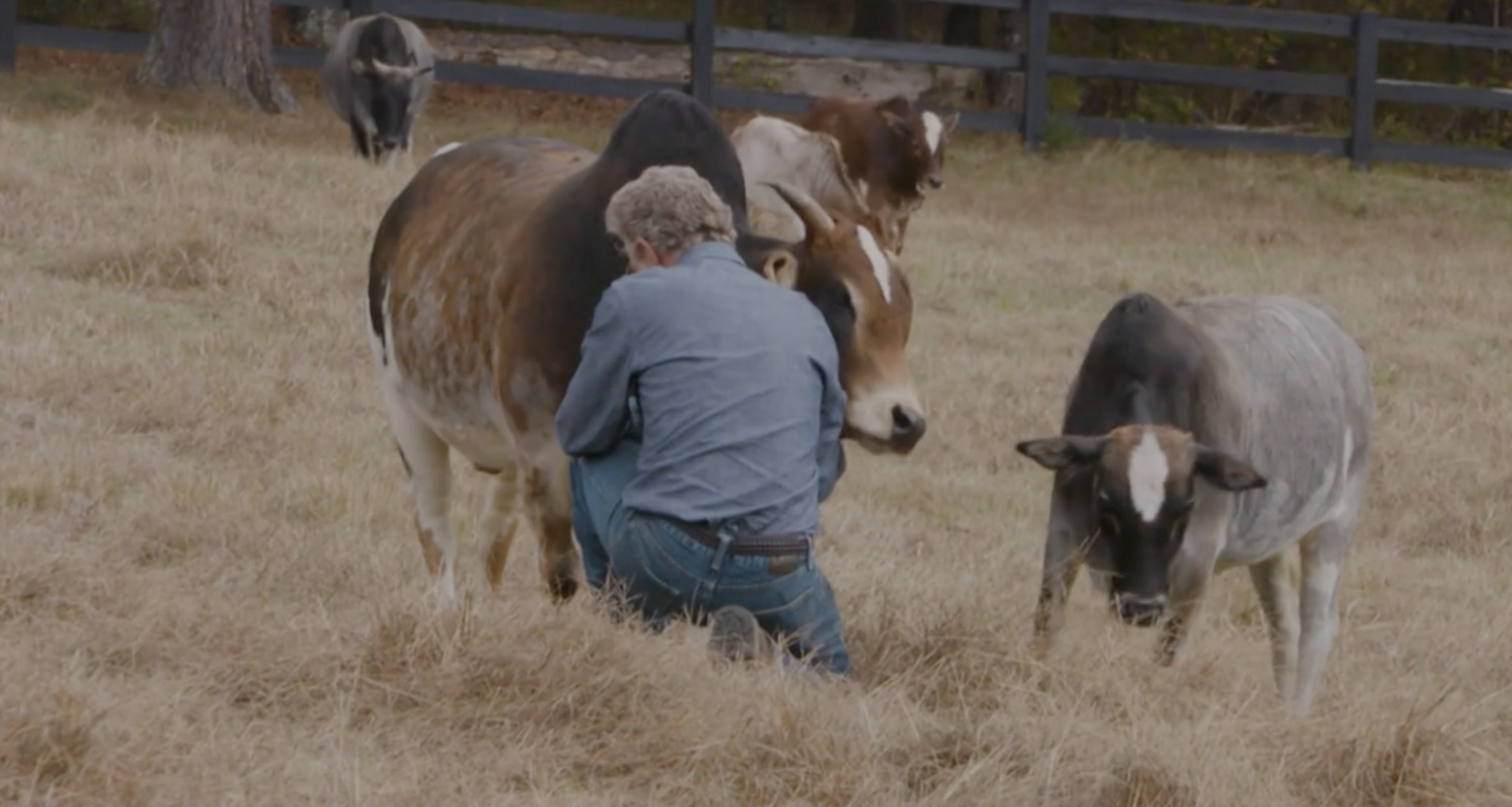 Brain Science in Cows