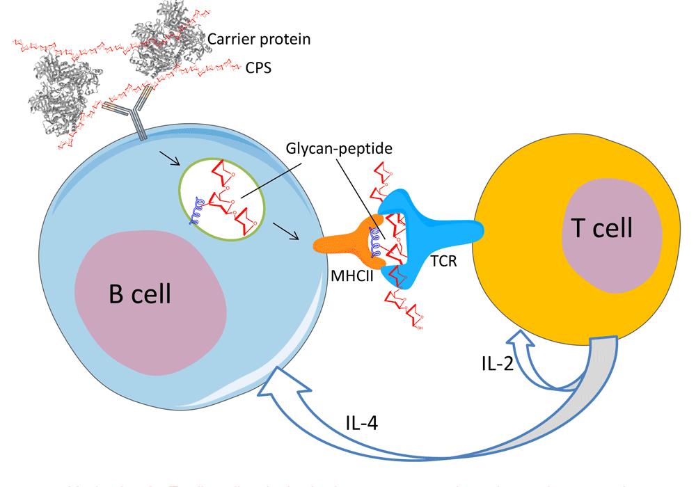 Use of a fluorescent reporter in a genetic screen for transcription termination factors in yeast. Loya et al, 2012, Nucleic Acids Research 40:7476-7491.