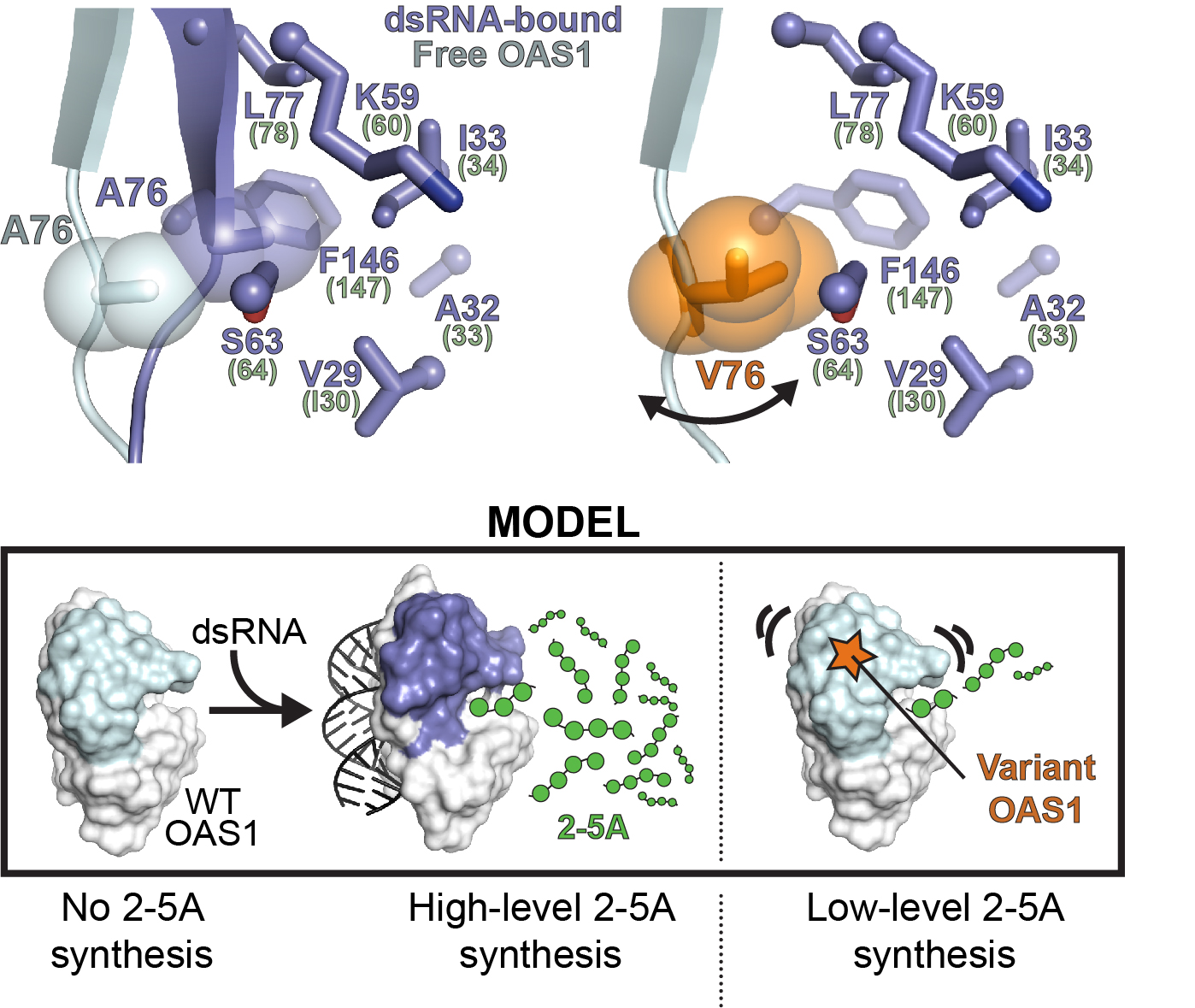 OAS1 gain of function in human disease