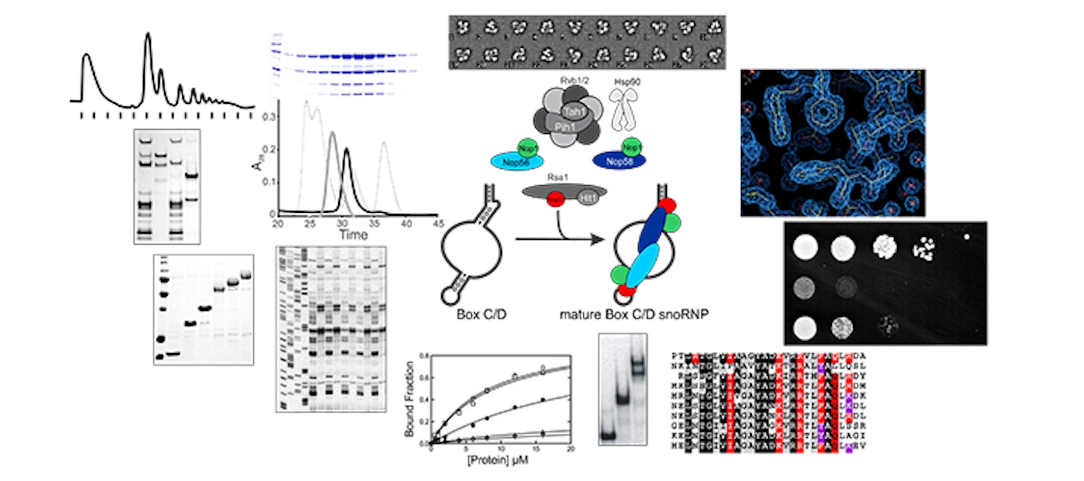 Combining biochemistry, structural biology and yeast genetic approaches to define the molecular mechanisms that control the steady-state levels of snoRNAs and the mechanisms of snoRNA dysregulation