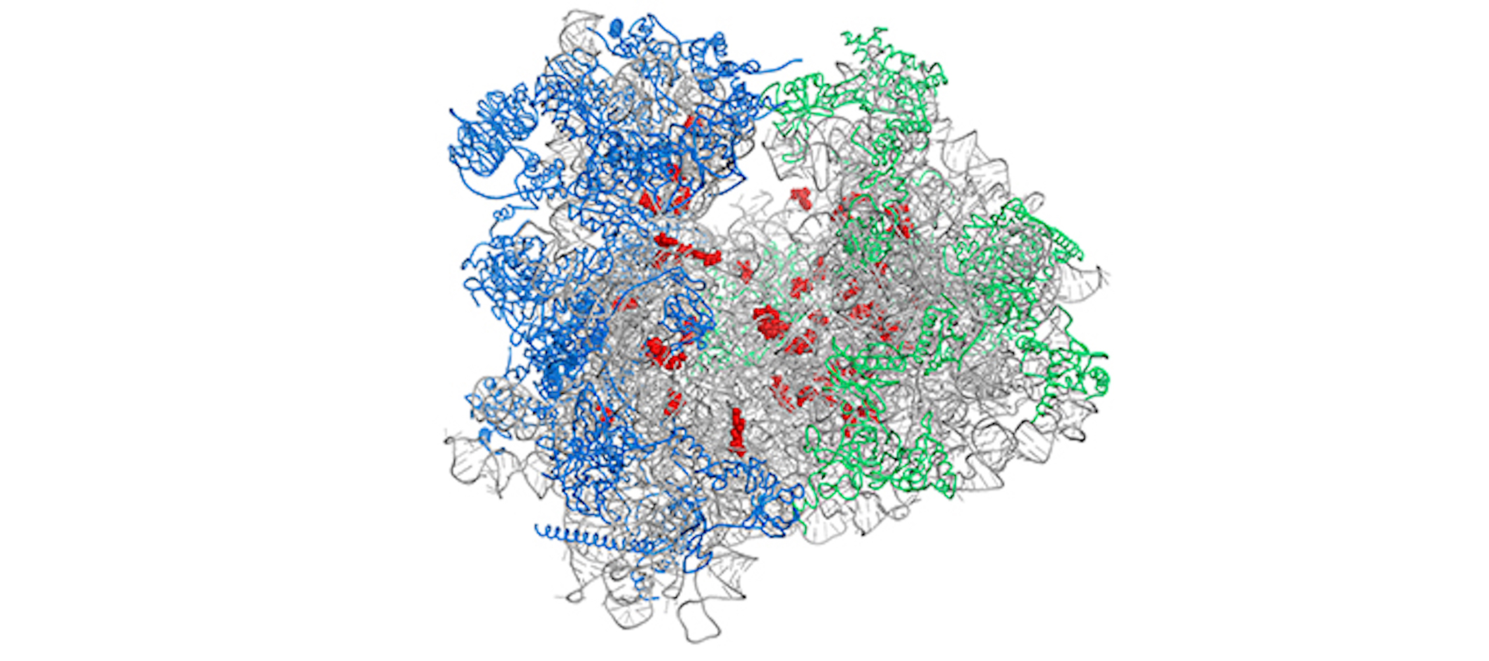 Deciphering the contribution of rRNA epitranscriptomic changes to human disease.