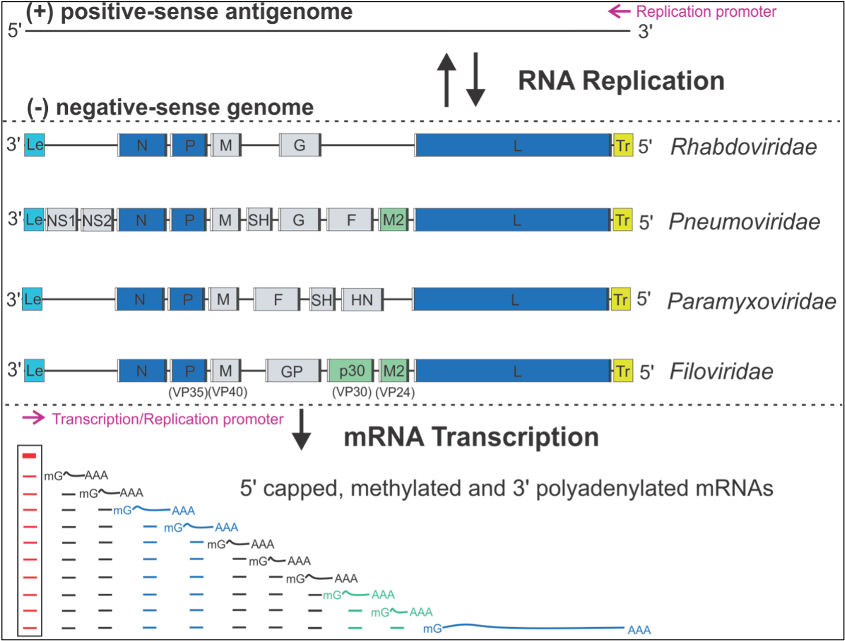 Liang Lab Research Image 1