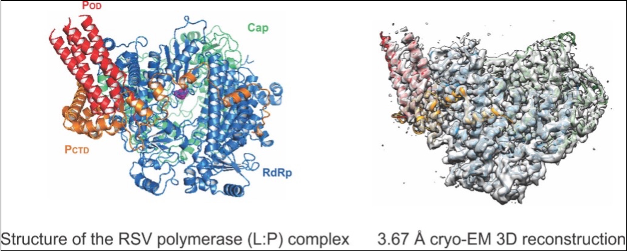 Liang Lab Research Image 2