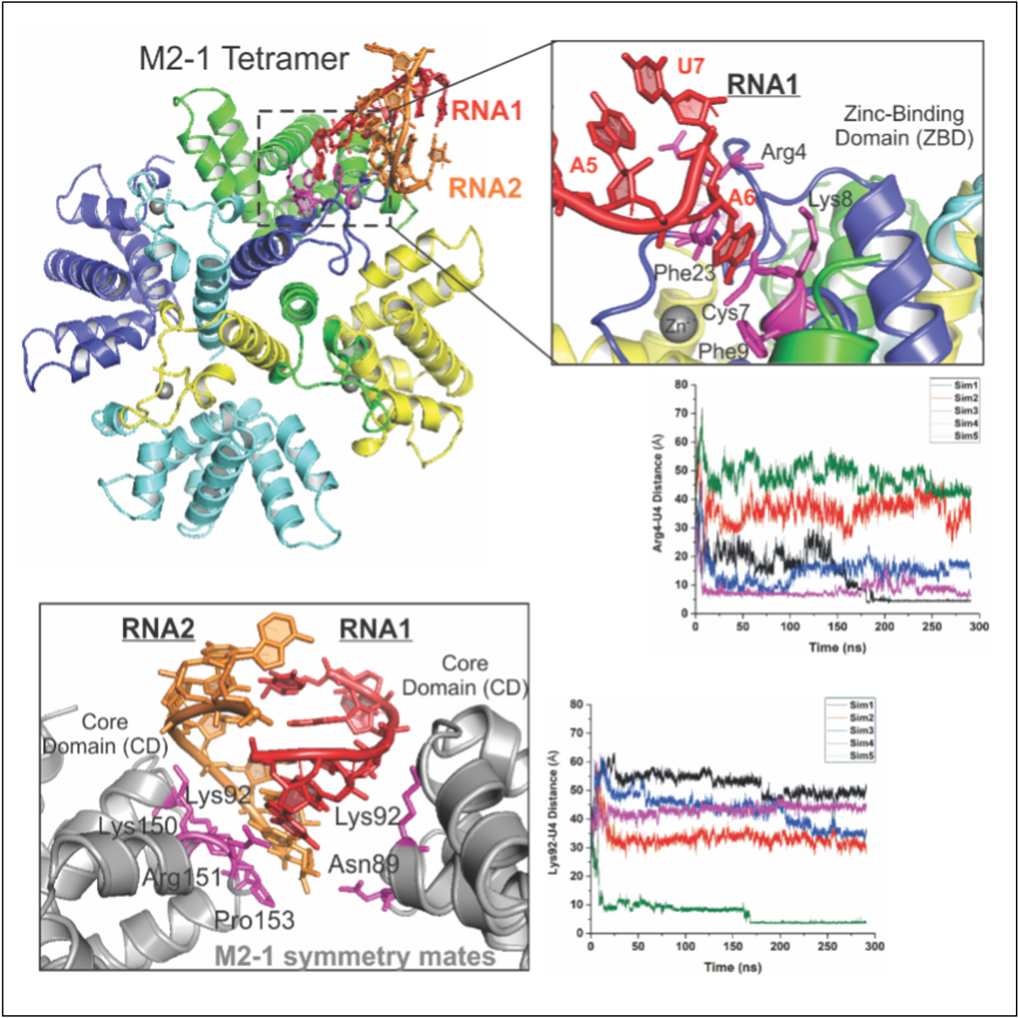 Liang Lab Research Image 3