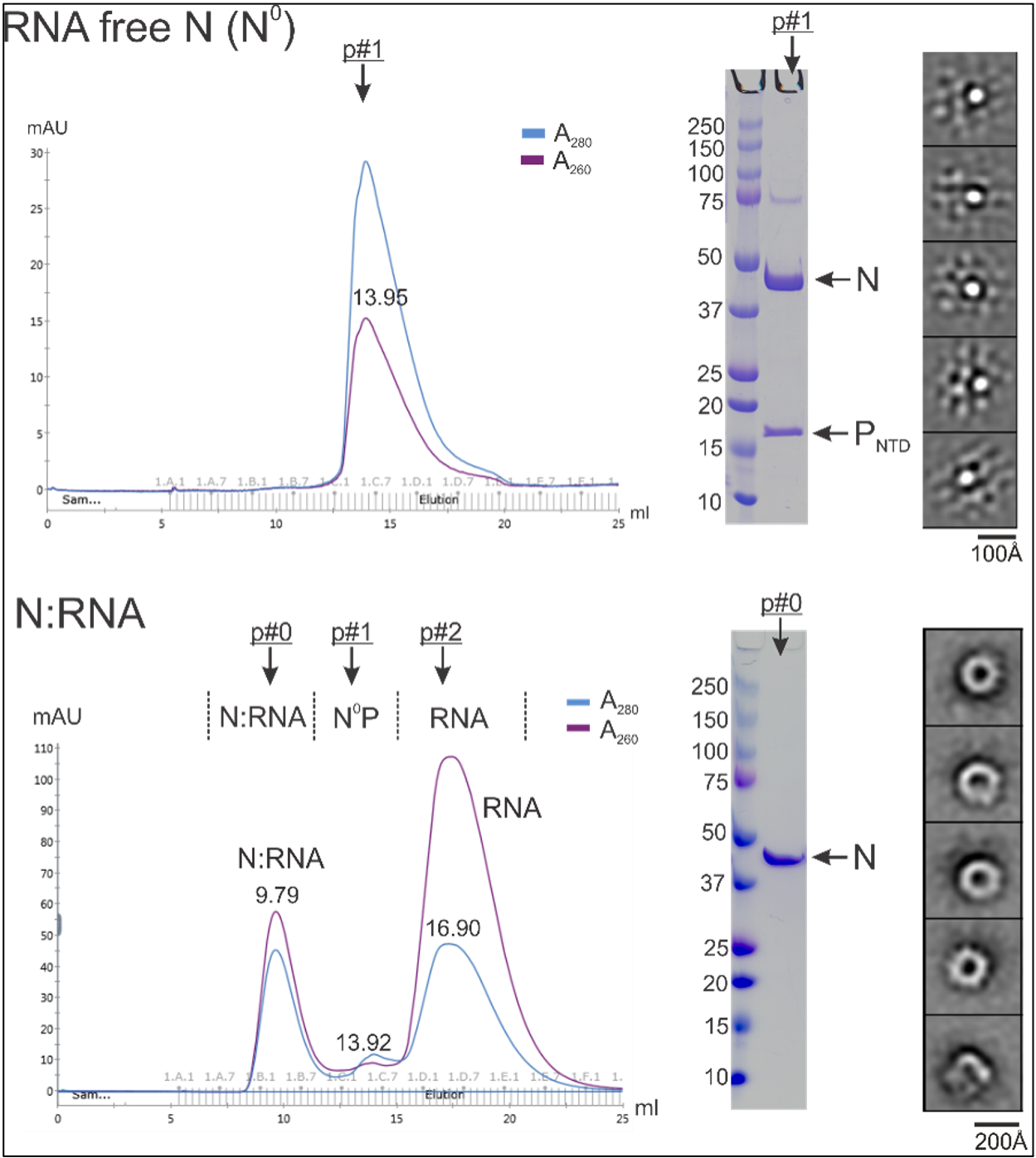 Liang Lab Research Image 4