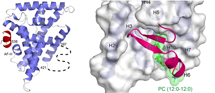 Uncovering the Molecular Mechanisms Driving Transcription