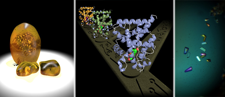 Molecular Evolution