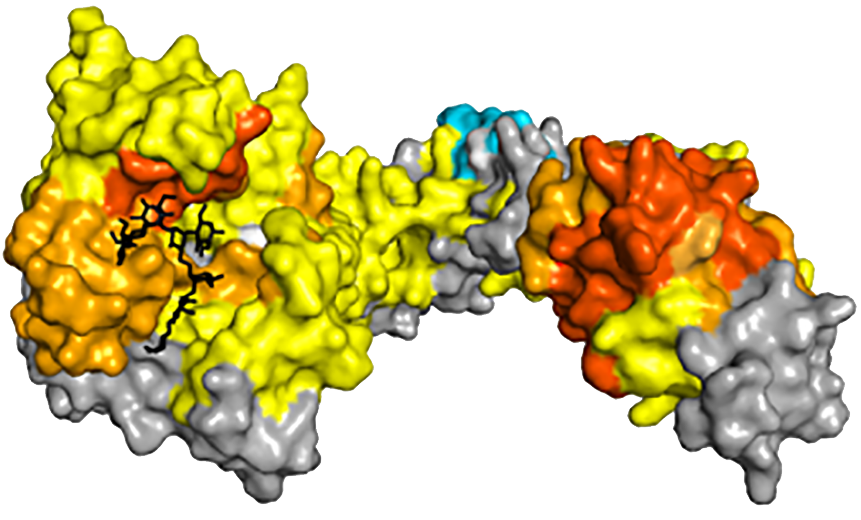 Sundberg Lab Research Figure