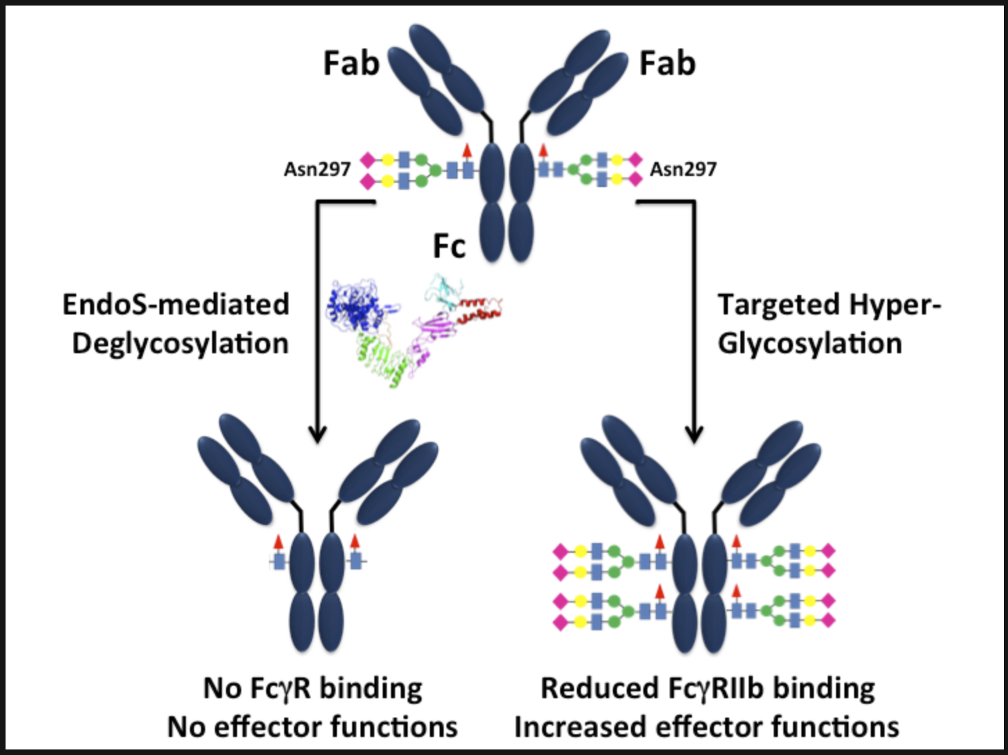 Antibody Effector Functions