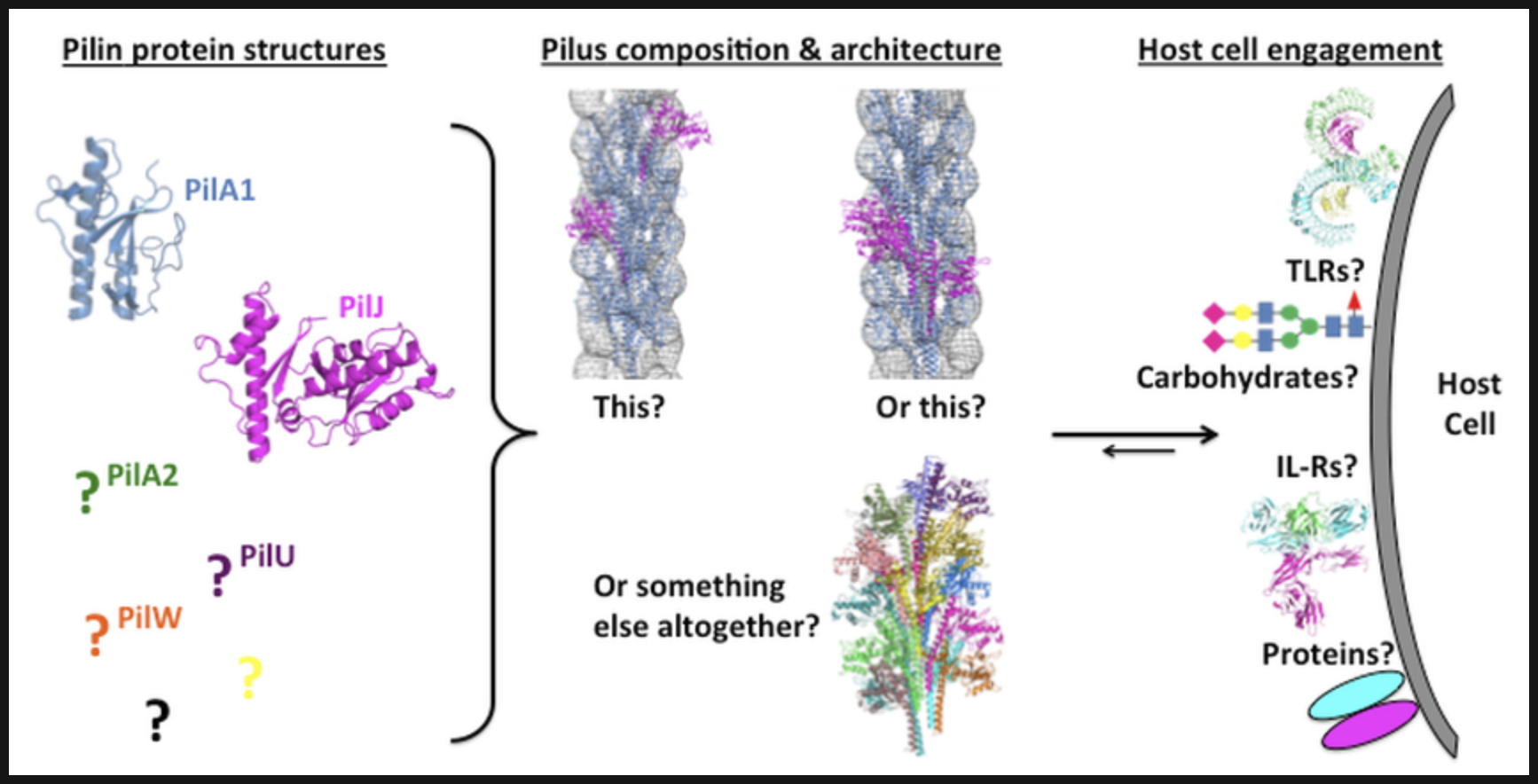 Bacterial Pathogenesis 