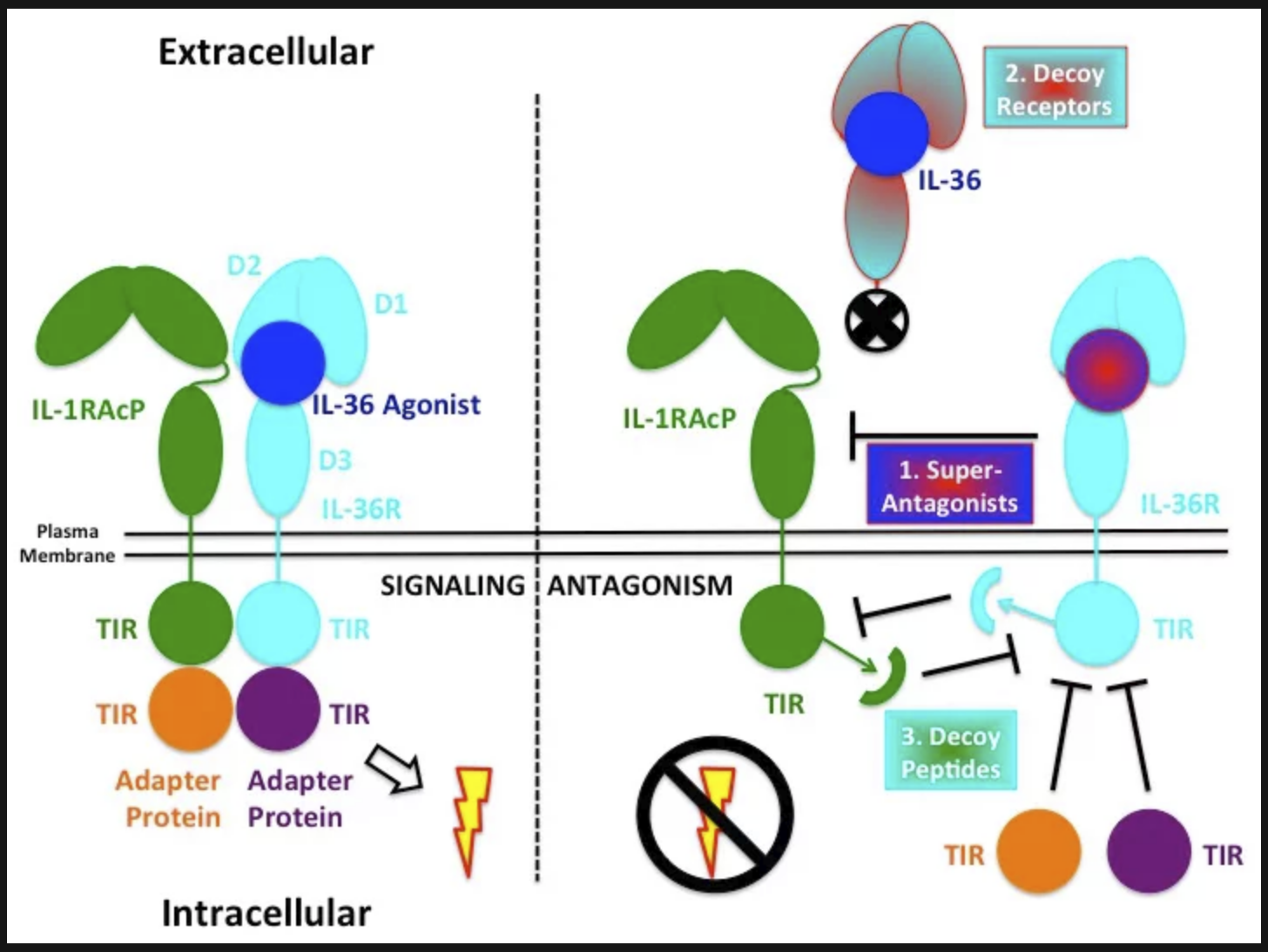 Innate Immune Signaling