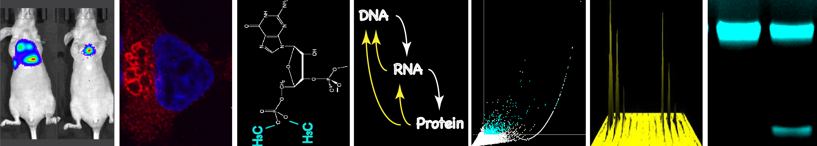 DNA RNA Protein