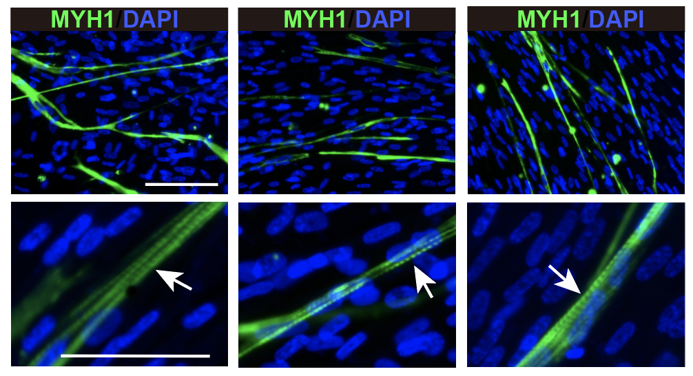 Chang Lab Research Image