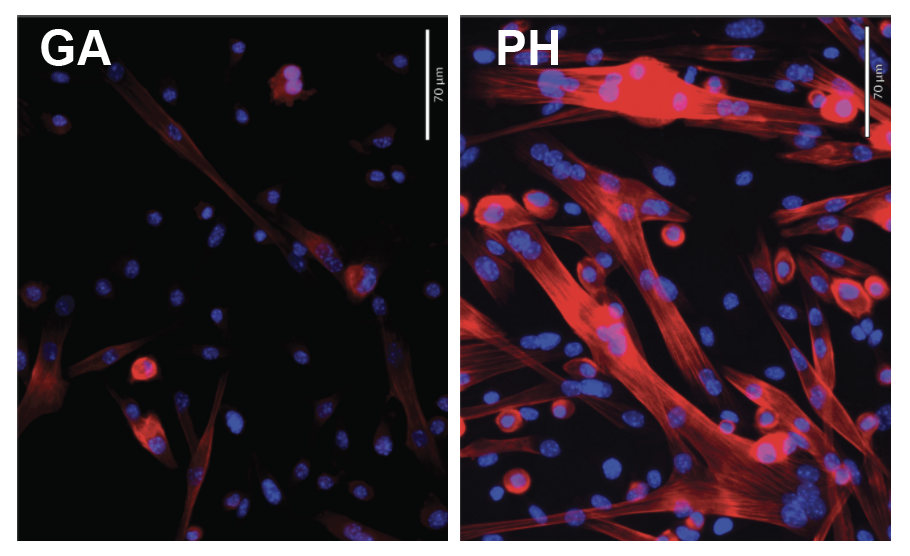 GA PH from the Choo Lab