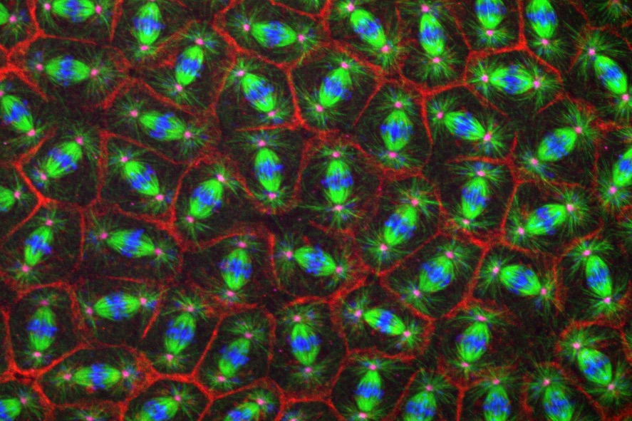 Mitotic Embryo