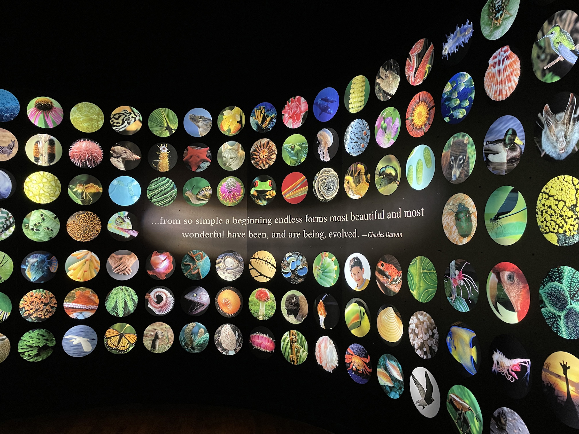 composite image with Charles Darwin quote