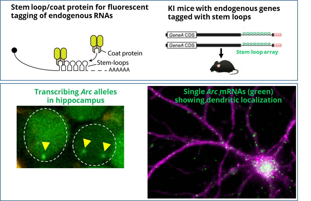 Das Lab Image