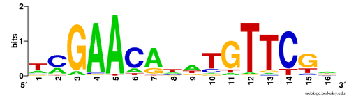 DNA base pairs