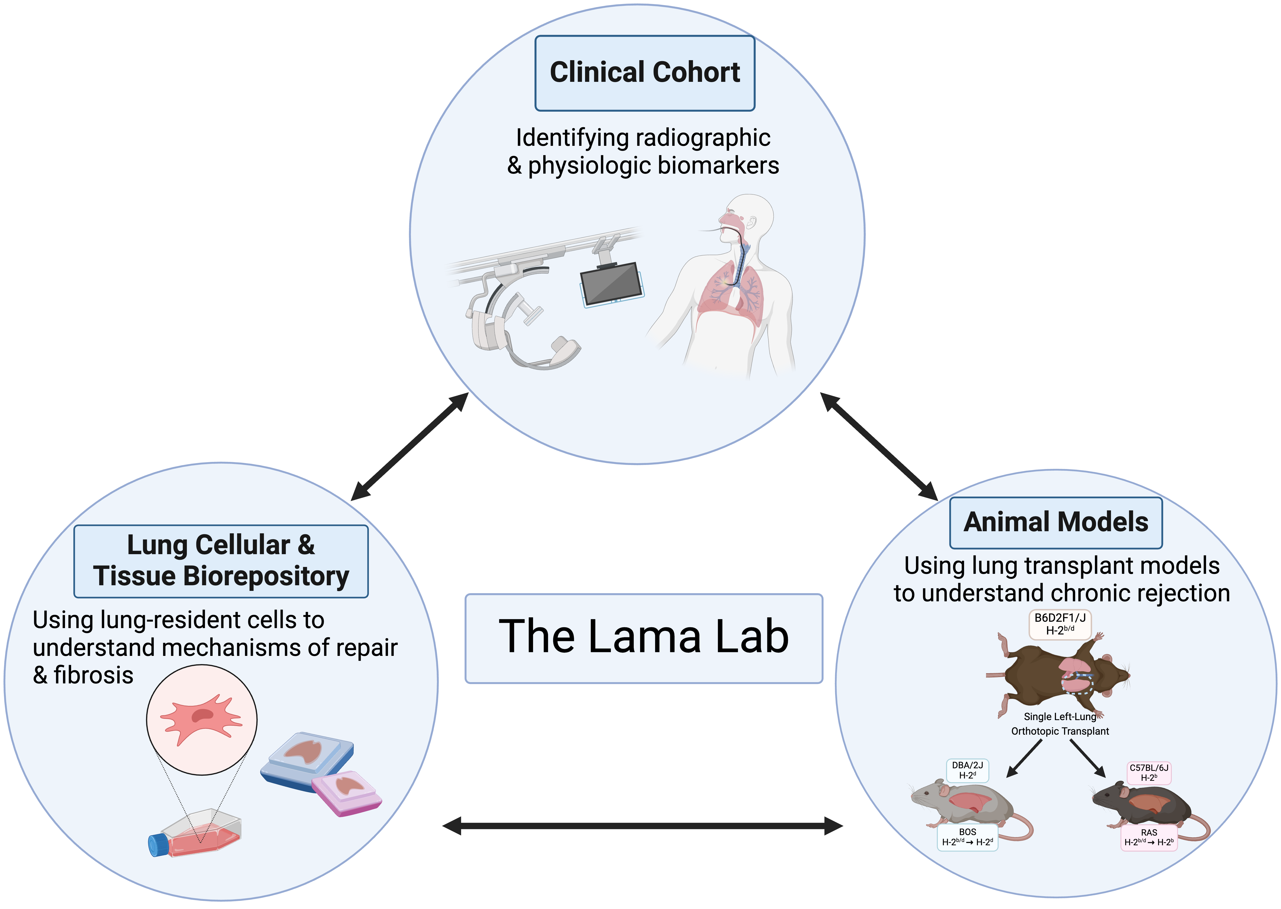 Graphic for Lama Lab Website