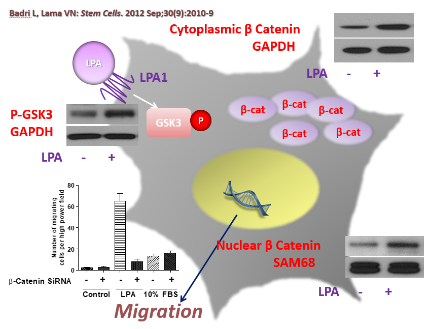 Lama Lab our work image 2