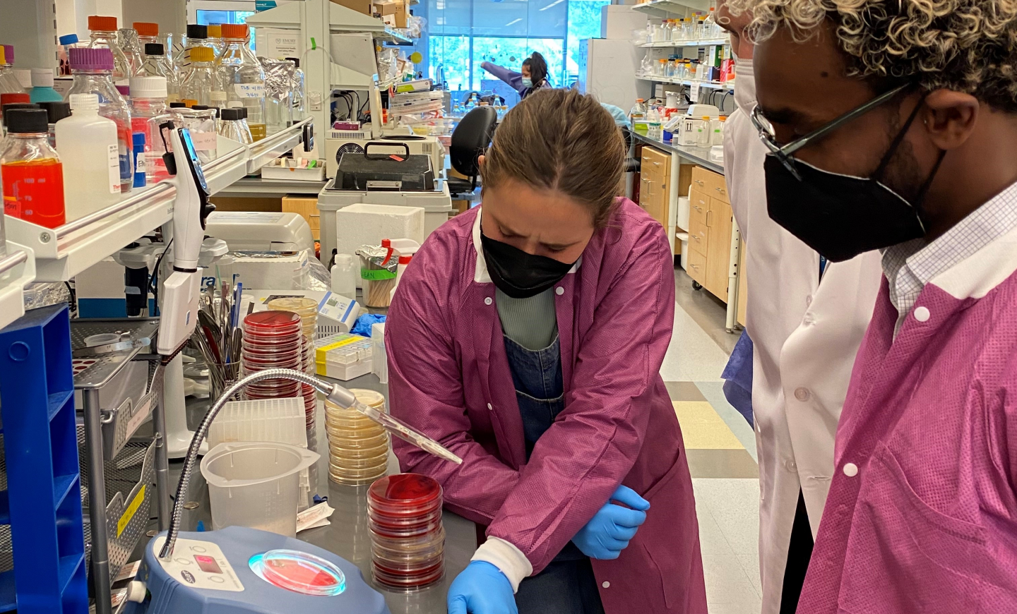 Working in the wet lab with agar plates