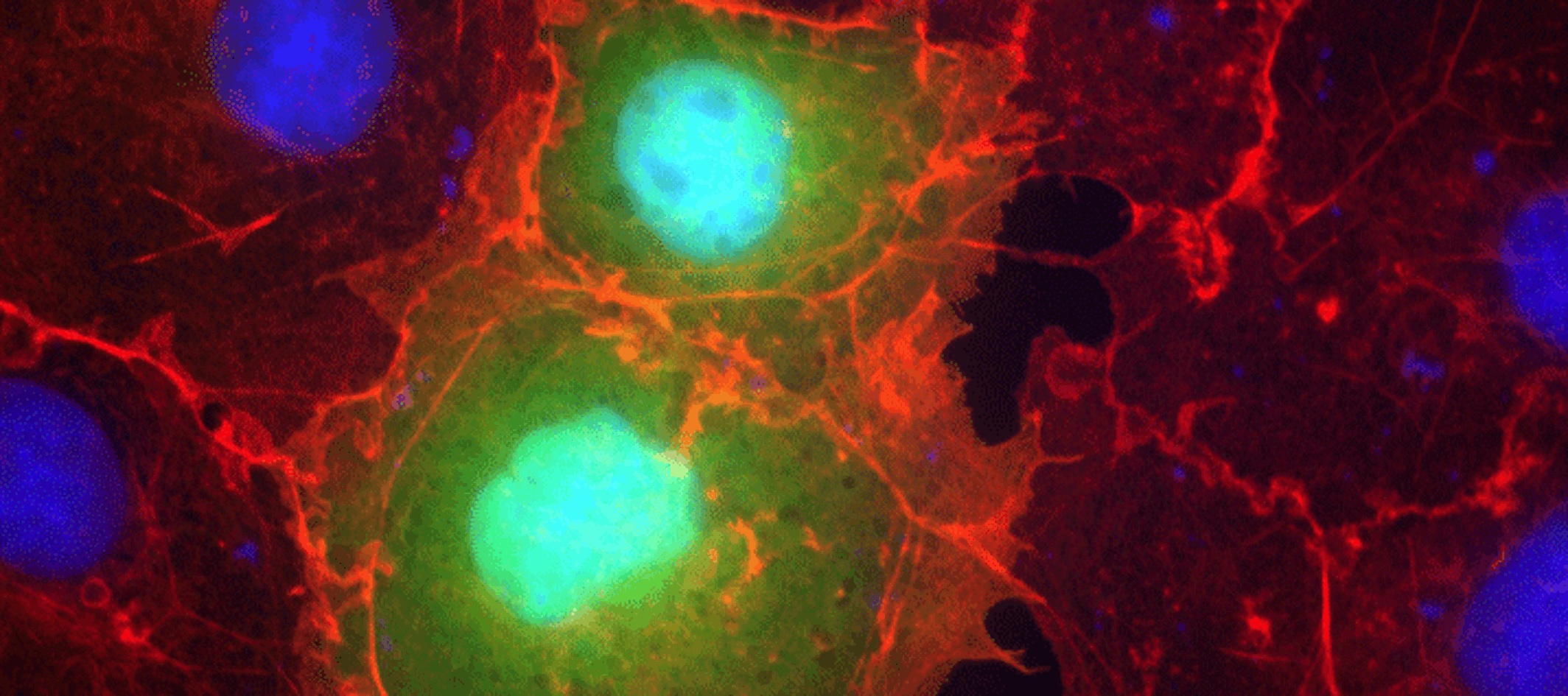 Microbiology and Immunology main image