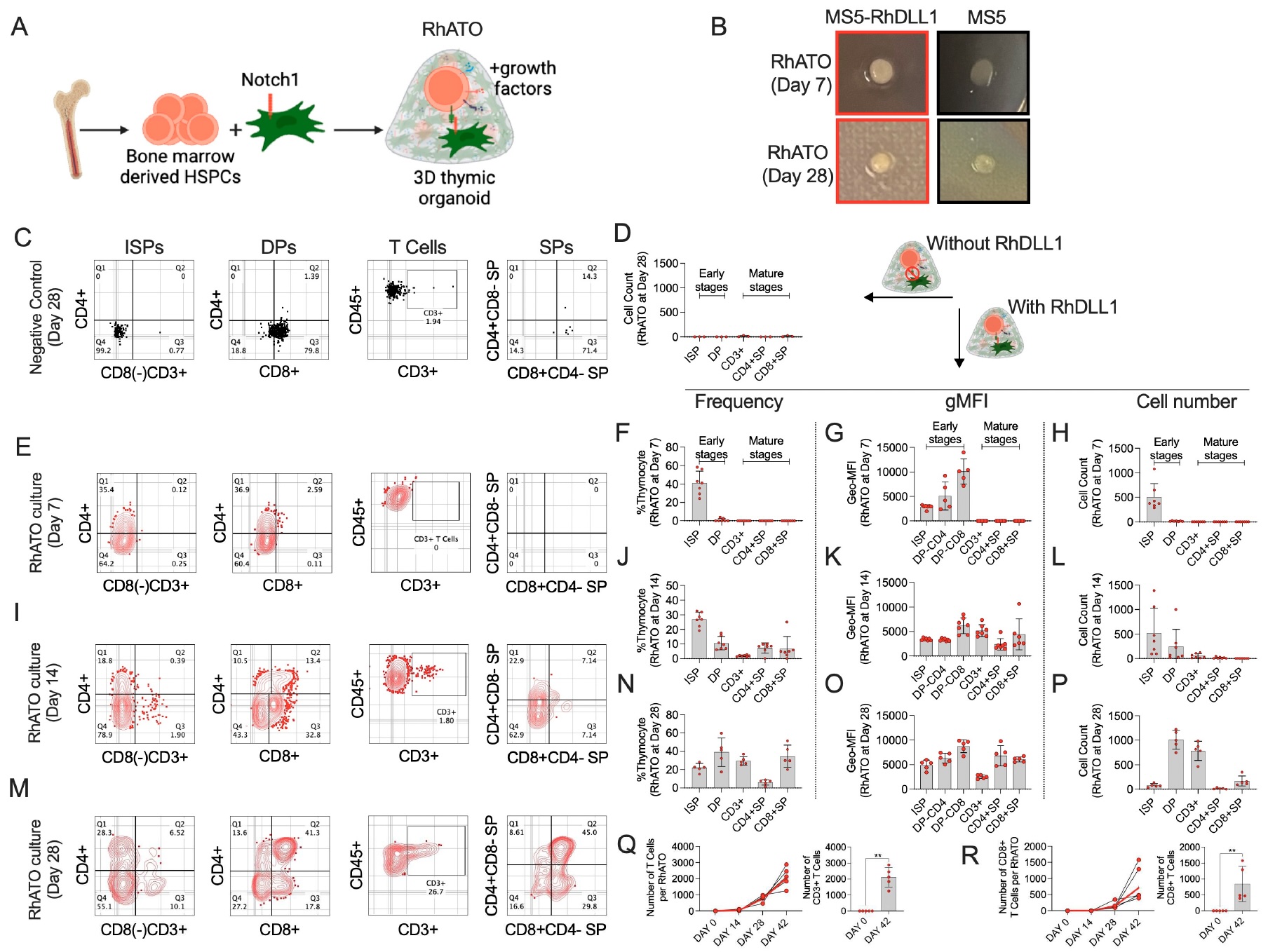 Rahman Lab Publication November 2025