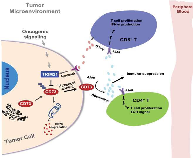 Tumor Microenvironment