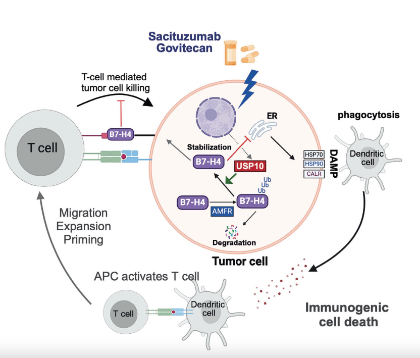 Sacituzumab Govitecan