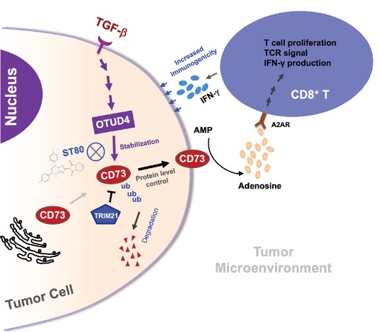 Wan lab figure for JCI 2024