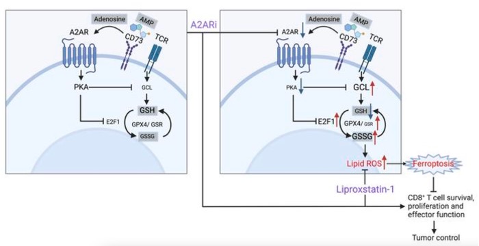 Wang Lab JCI figure of CD8+