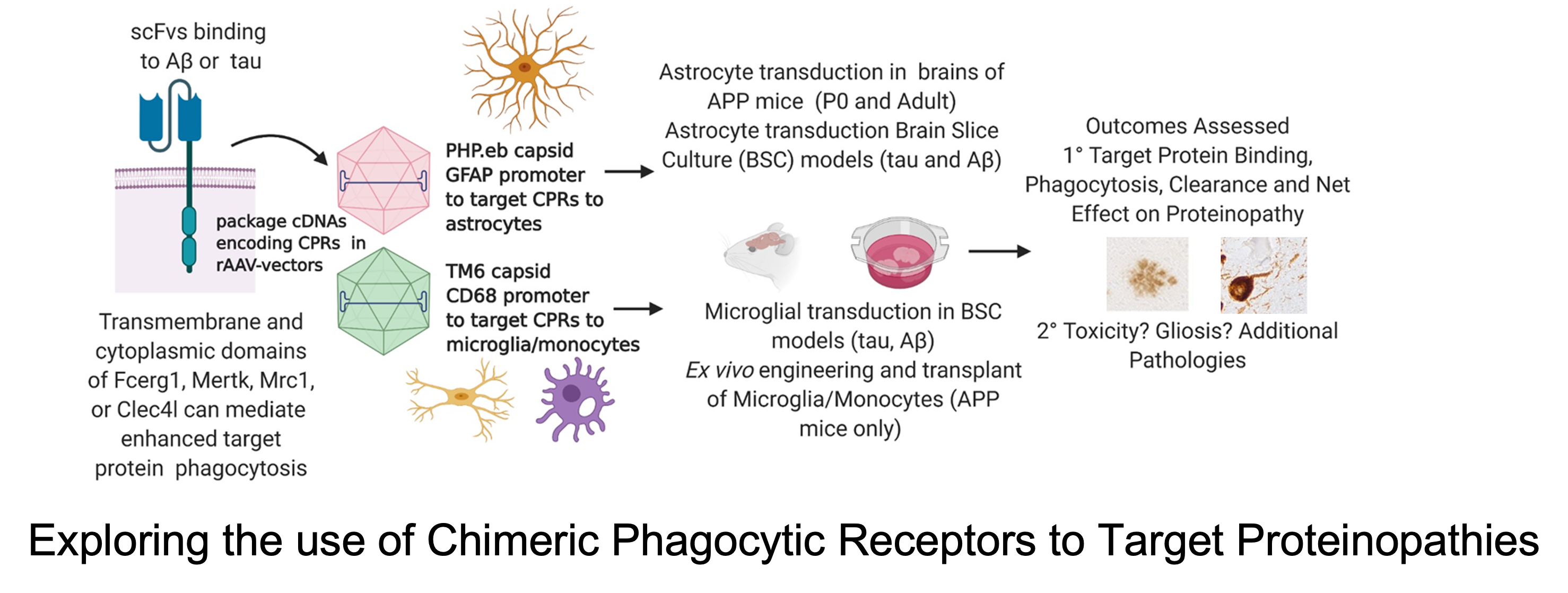 Biotherapeutics to Alter Immunoproteostasis in Neurodegenerative Proteinopathies 