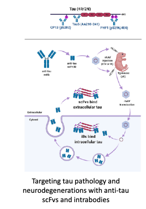 Biotherapeutics to Alter Immunoproteostasis in Neurodegenerative Proteinopathies 