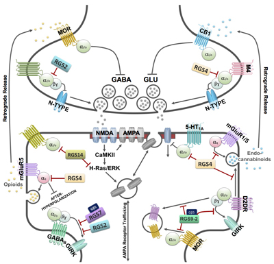 RGS Protein Regulation of Synaptic Signaling