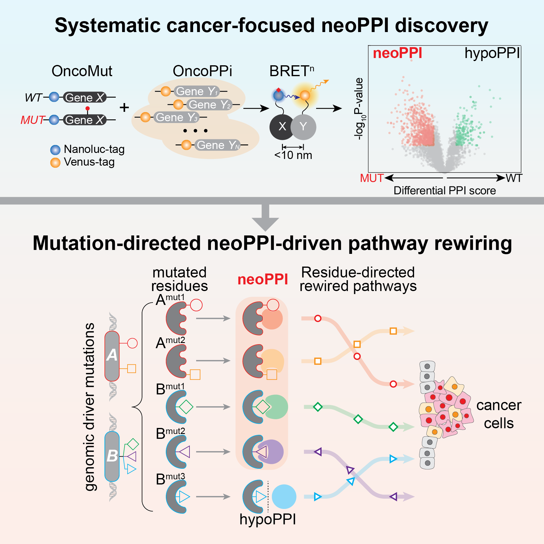 neoPPI Discovery