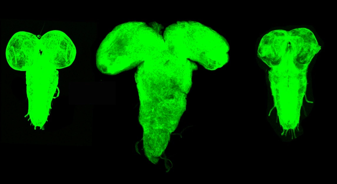 Drosophila Melanogaster