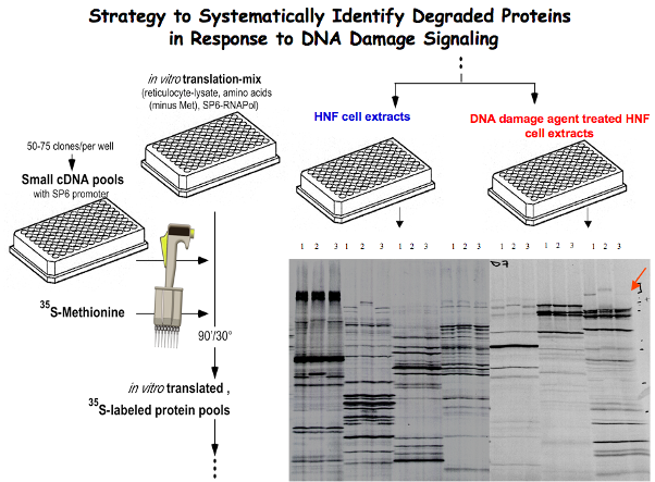 dna damage signaling