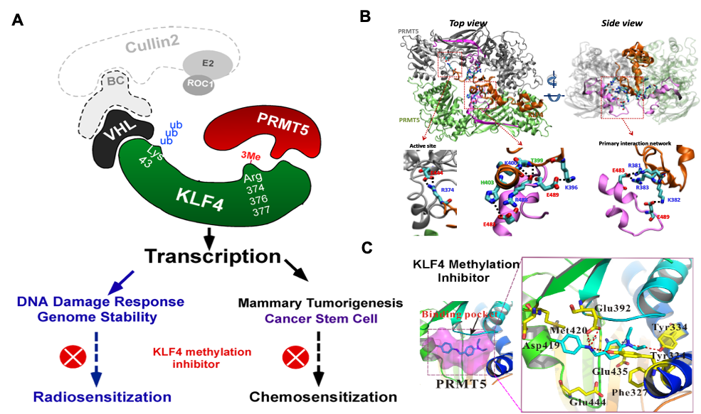 klf4 mediated genome