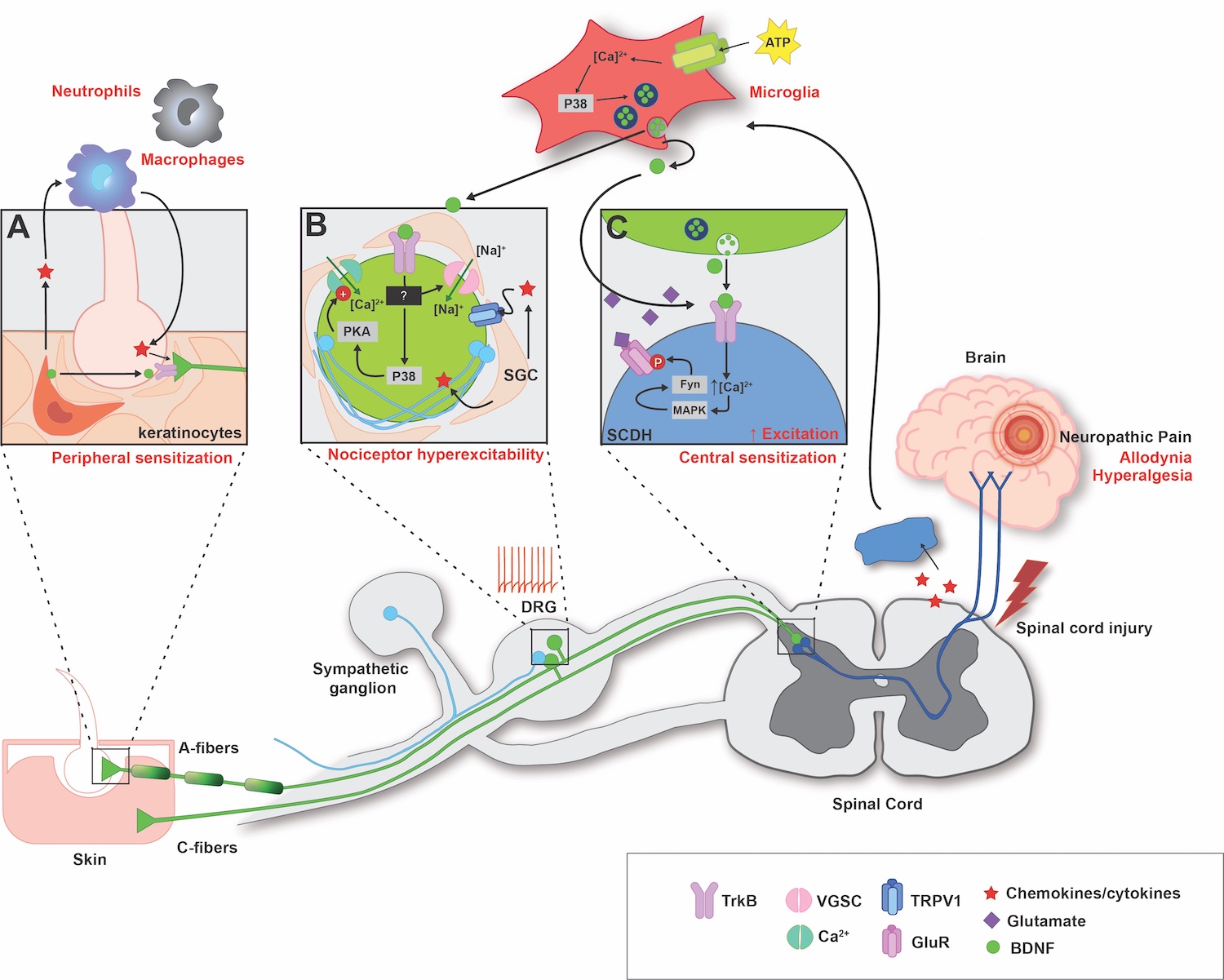 Figure in Neurobiology of Pain, Jang et al.