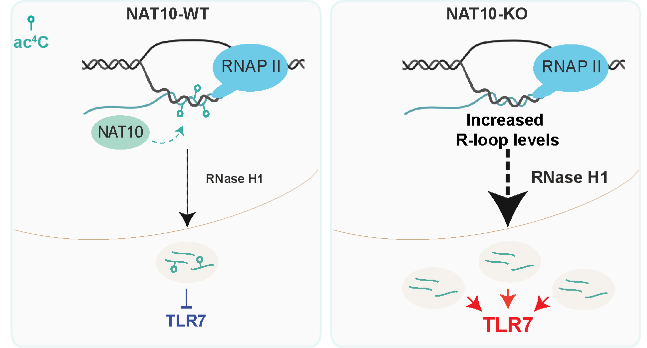 scientific image with schematic of a simplified model of how NAT10 and ac4C might suppress TLR7 activation.