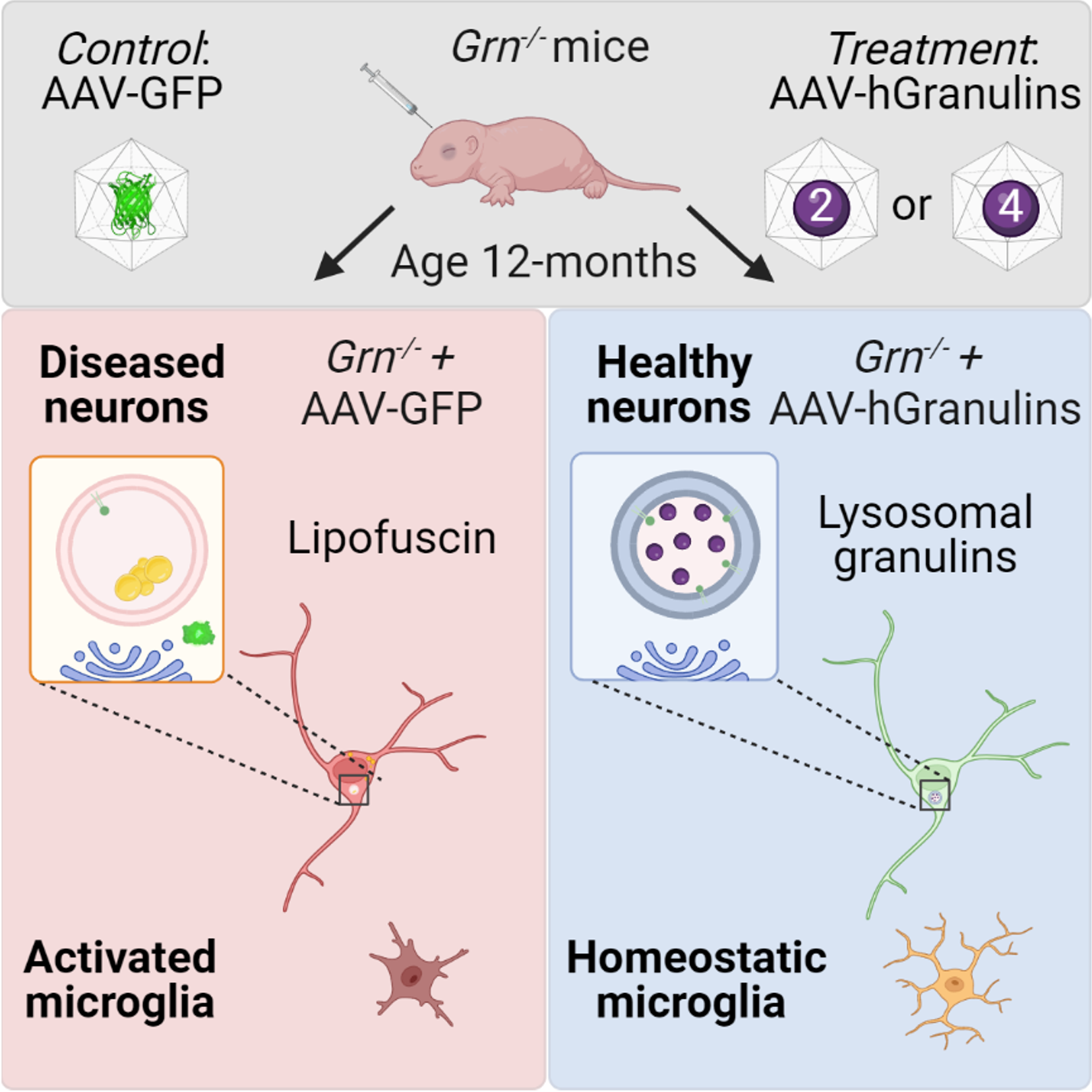 scientific image with mice and figures