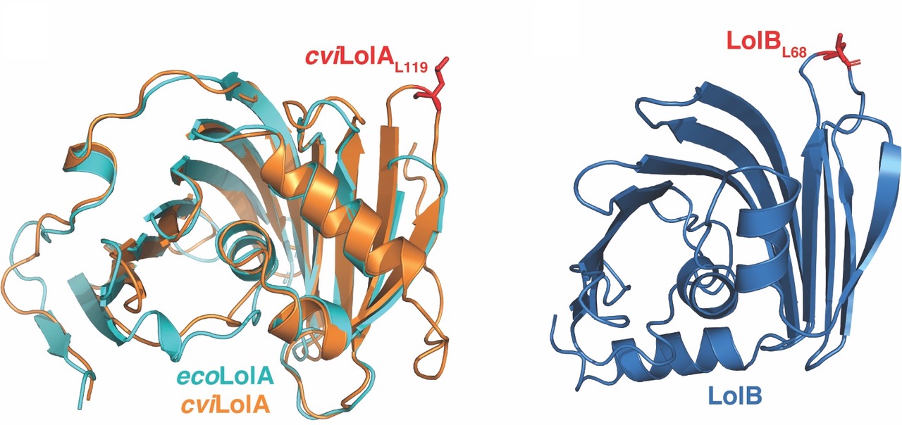 PNAS publication figure Dr. Marcin Grabowicz