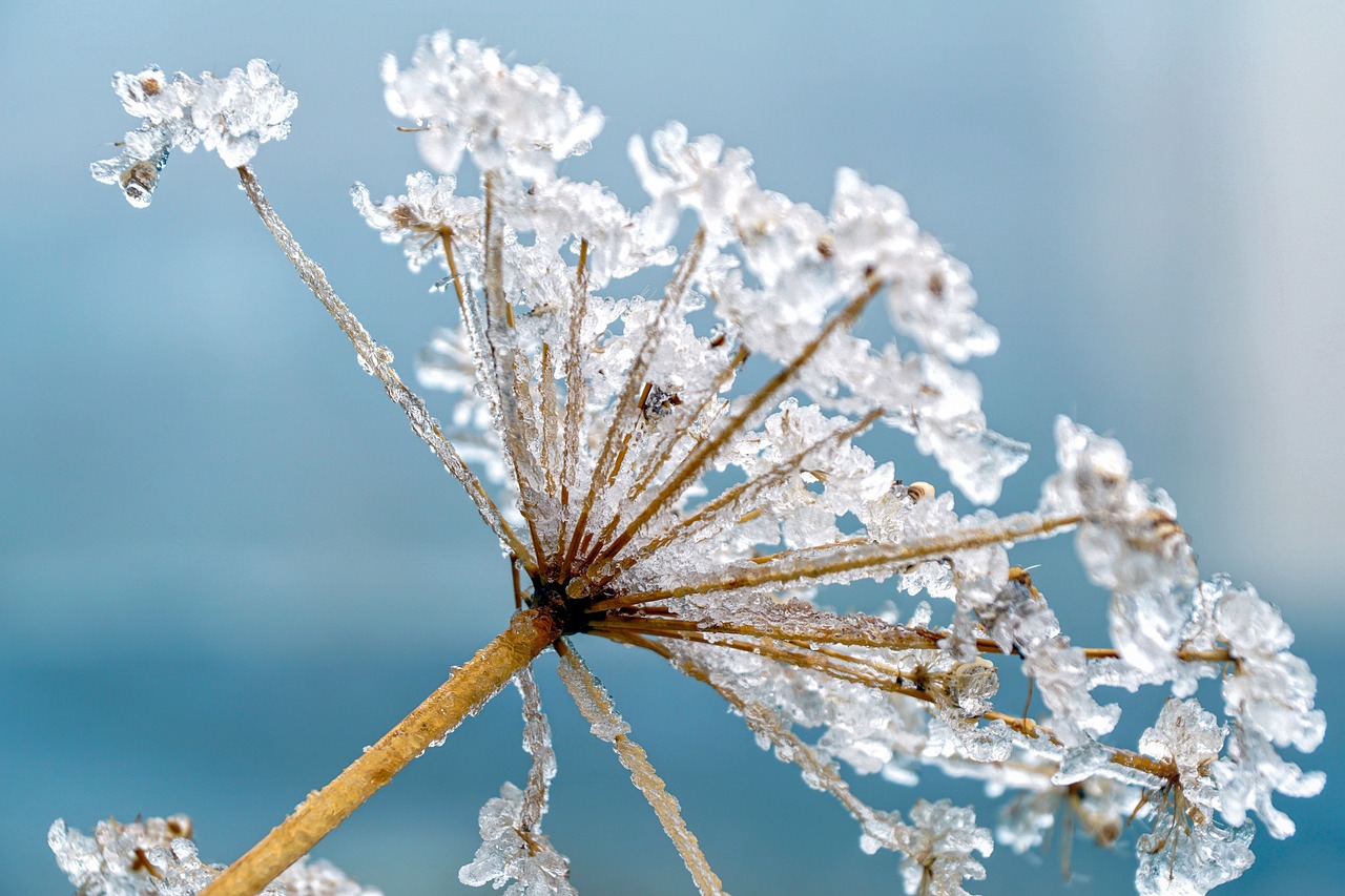 Frost on Hemlock